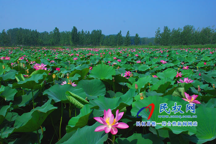 映日荷花別樣紅 ---民權(quán)黃河故道掠影