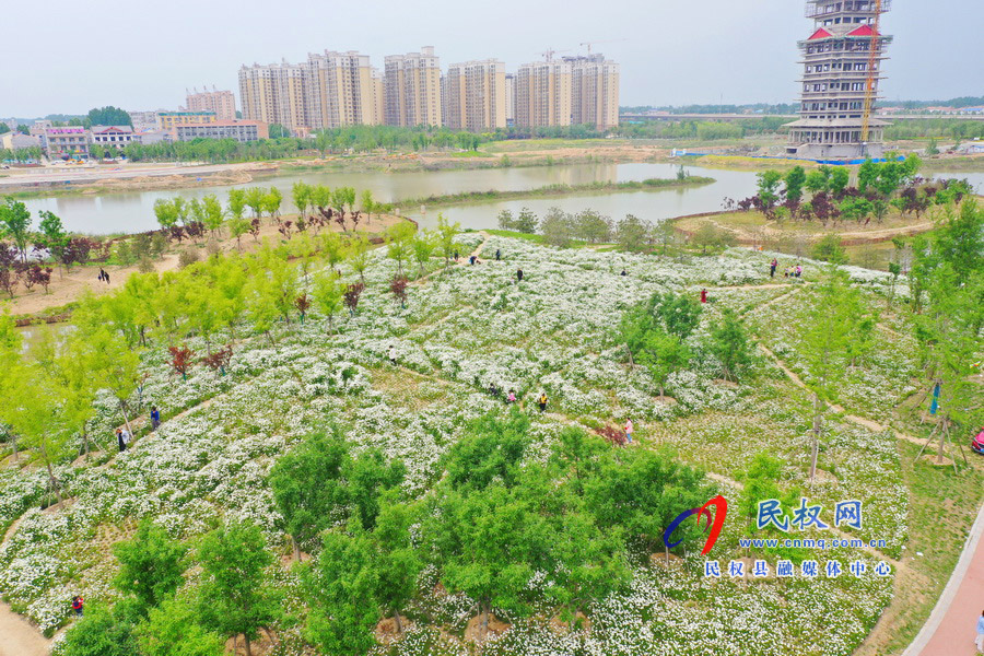 河南民權(quán)：安瀾湖公園大濱菊盛開(kāi) 初夏氣息濃郁