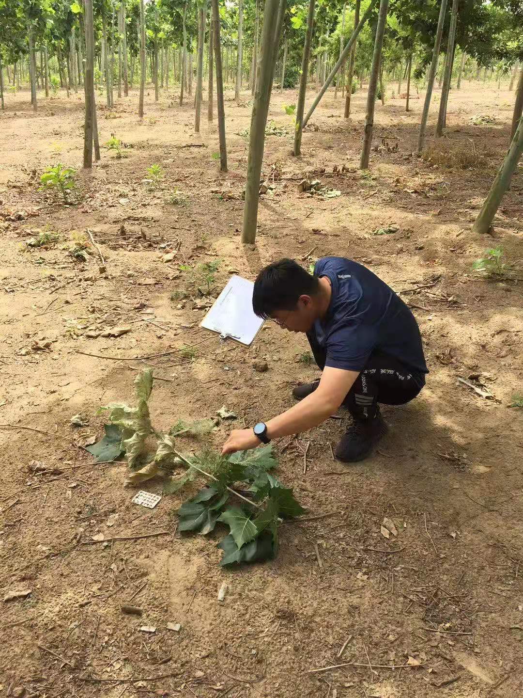 縣林業(yè)發(fā)展服務(wù)中心積極開展美國白蛾監(jiān)測防范工作