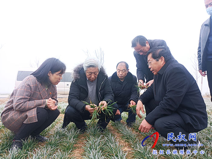 省小麥生產(chǎn)專家技術(shù)指導組到民指導春季麥田管理工作