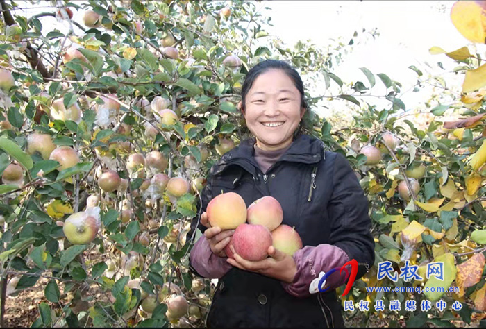 民權(quán)縣褚廟鄉(xiāng)：蘋果紅了 村民笑了 生活富了