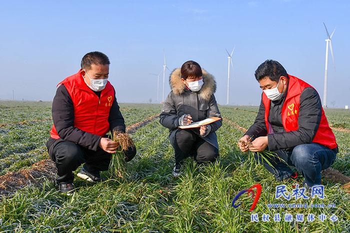 民權縣人和鎮(zhèn)：加強冬季麥田管理，確保小麥安全越冬