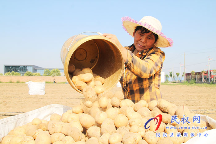 民權(quán)縣花園鄉(xiāng)： 土豆變“金豆”照亮致富路