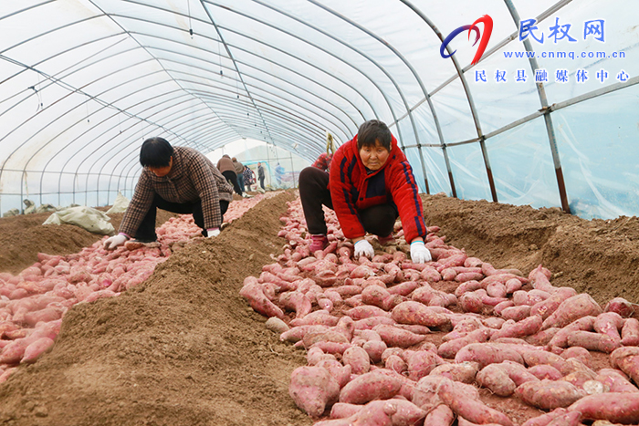 育苗基地田間忙 農(nóng)民致富新“薯”光