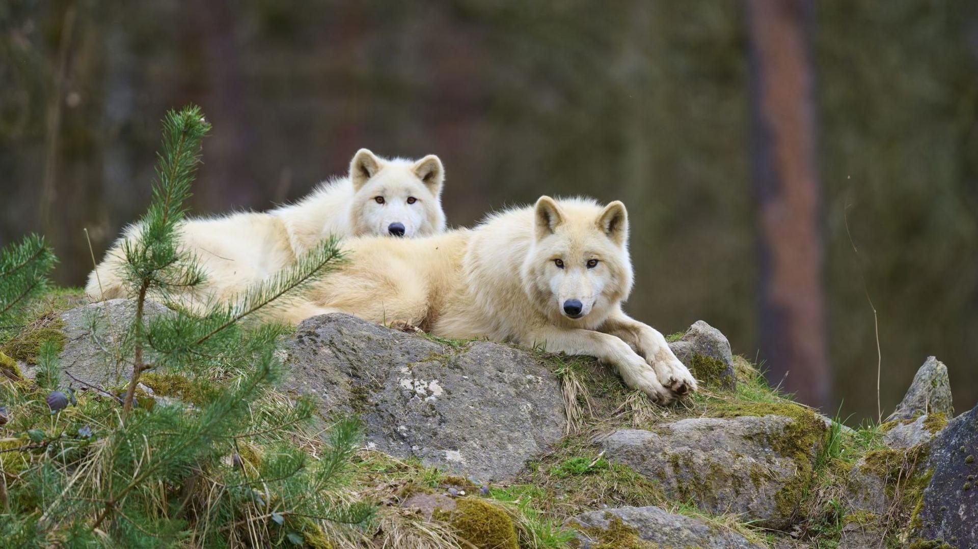 Girl seriously injured in wolf attack at German wildlife park